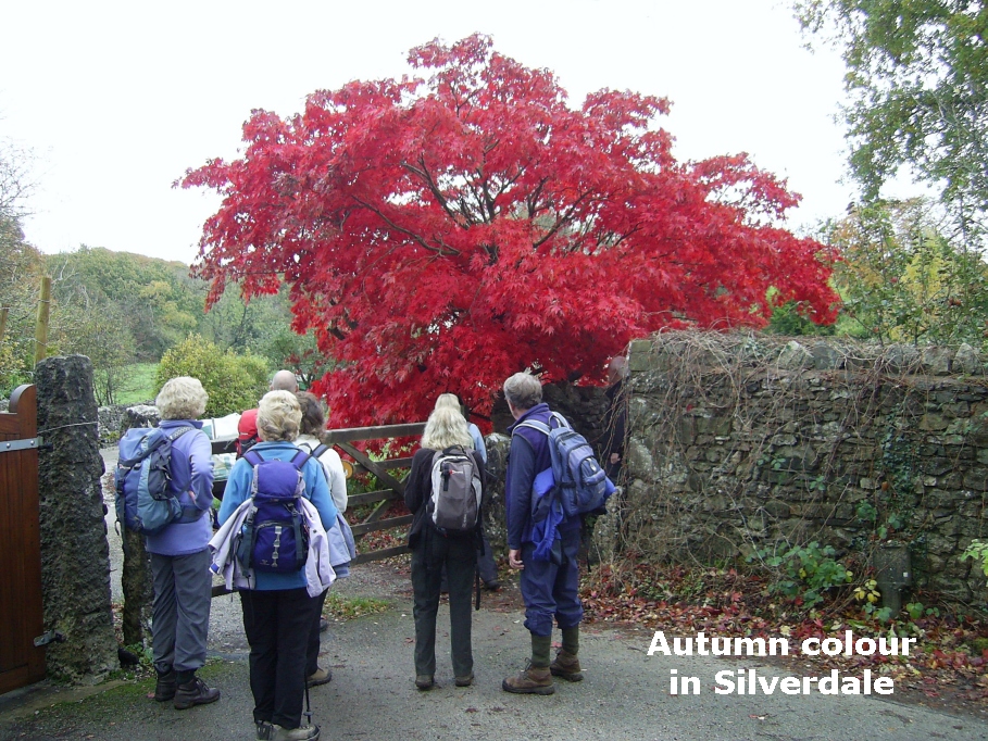 red tree at silverdale pic